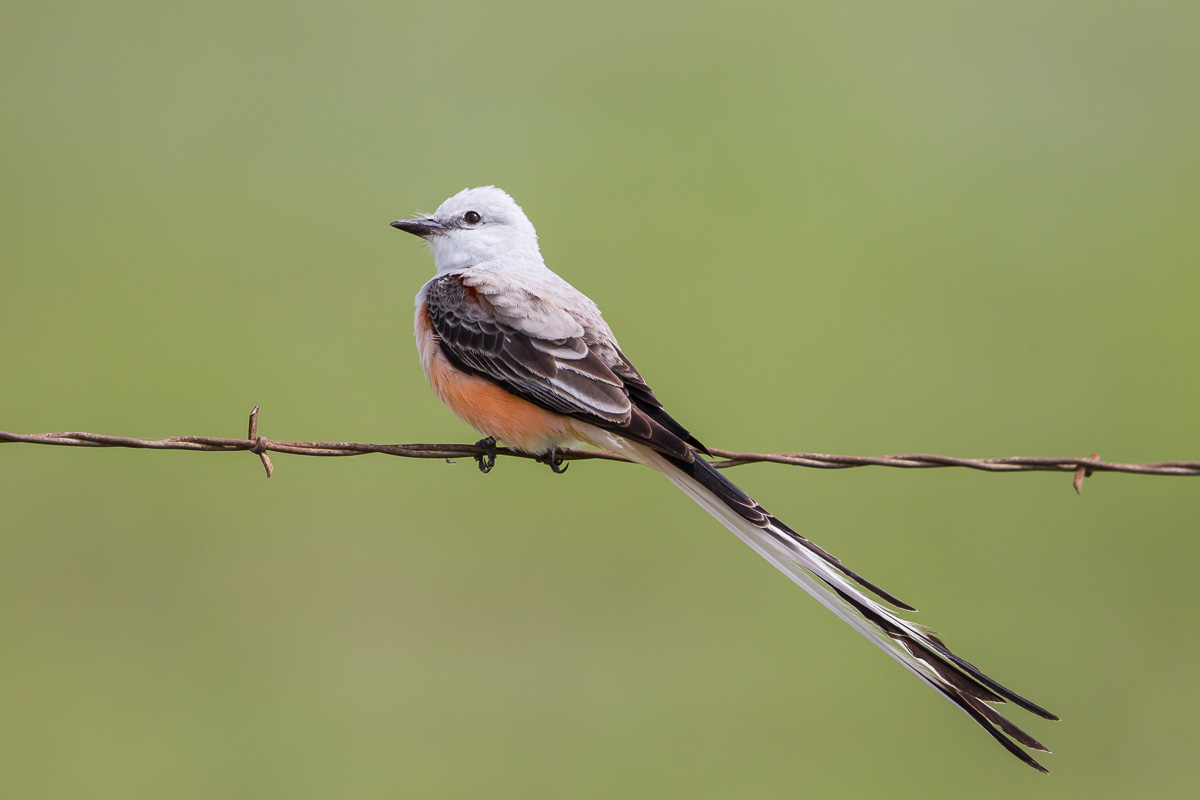 Scissortailed Flycatcher (Tyrannus forficatus)